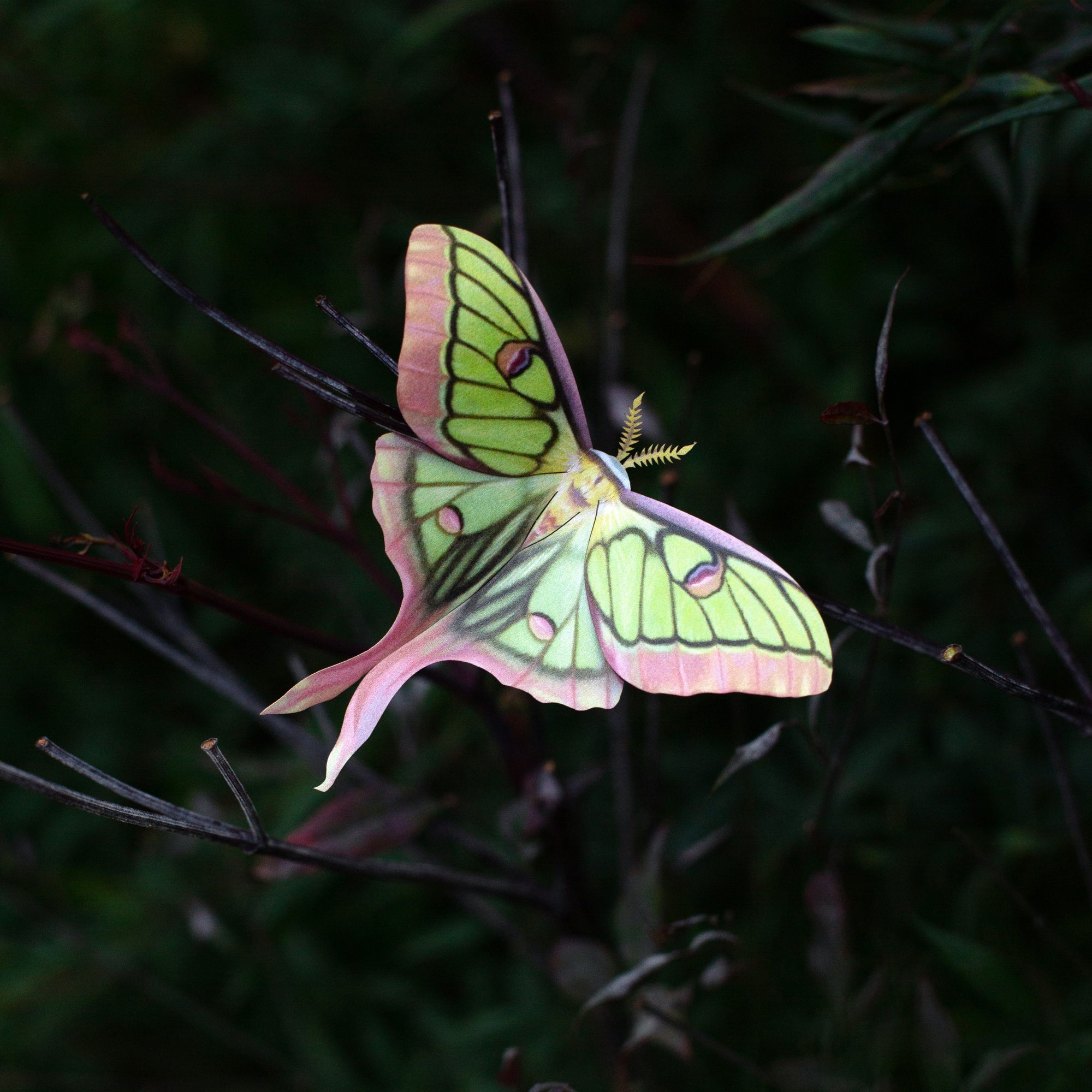 💫New💫 'Moonborn' Set