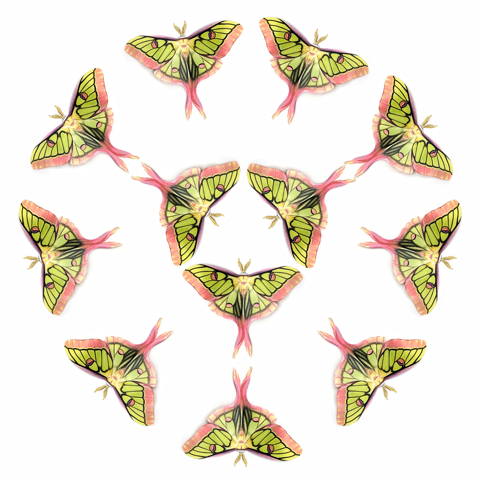 💫New!💫 'Hybrid Luna' Moth Multi-Pack
