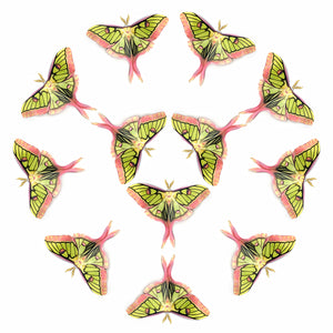 'Hybrid Luna' Moth Multi-Pack