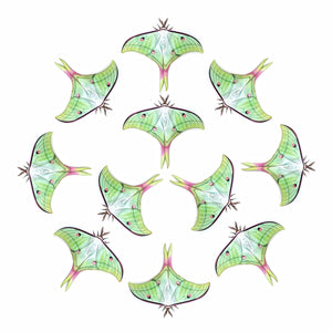 'Indian Moon' Moth Multi-Pack