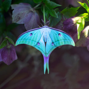 💫New💫 ‘Moonwake’ Paper Luna Moth Set