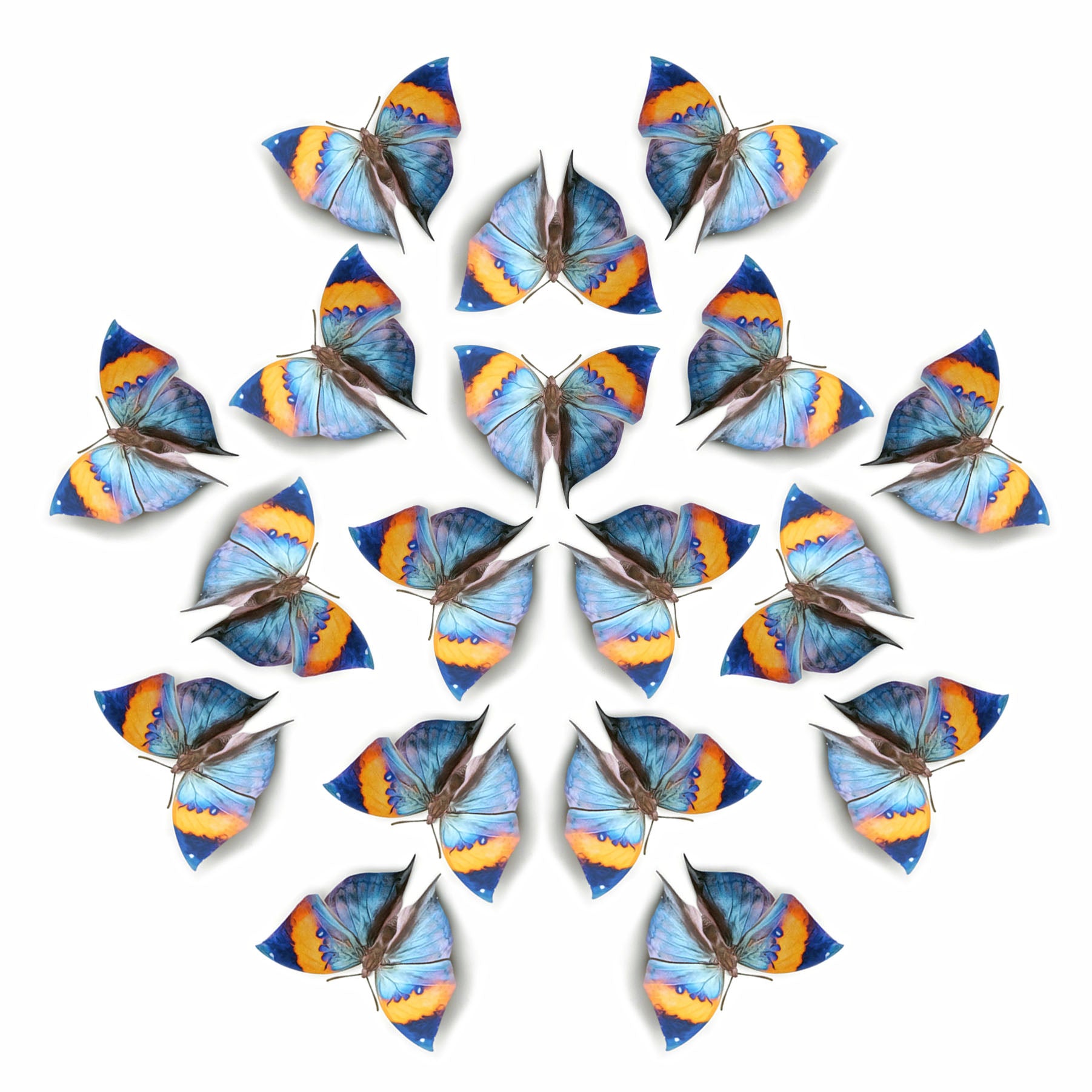Paper Indian Oakleaf Butterfly - Moth & Myth