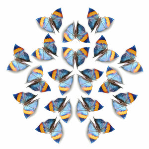 'Indian Oakleaf' Butterfly Multi-Pack