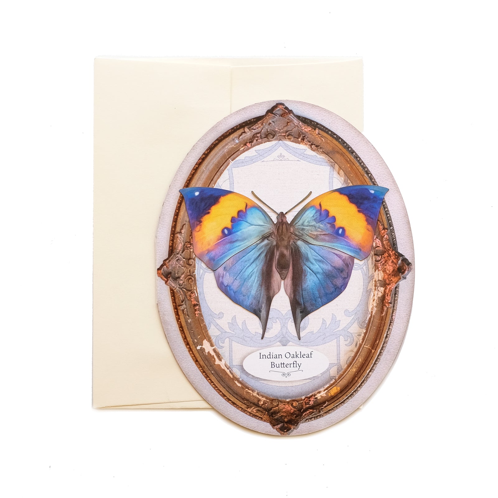 Indian Oakleaf Butterfly Oval Greeting Card - Set of 4 - Reseller Wholesale