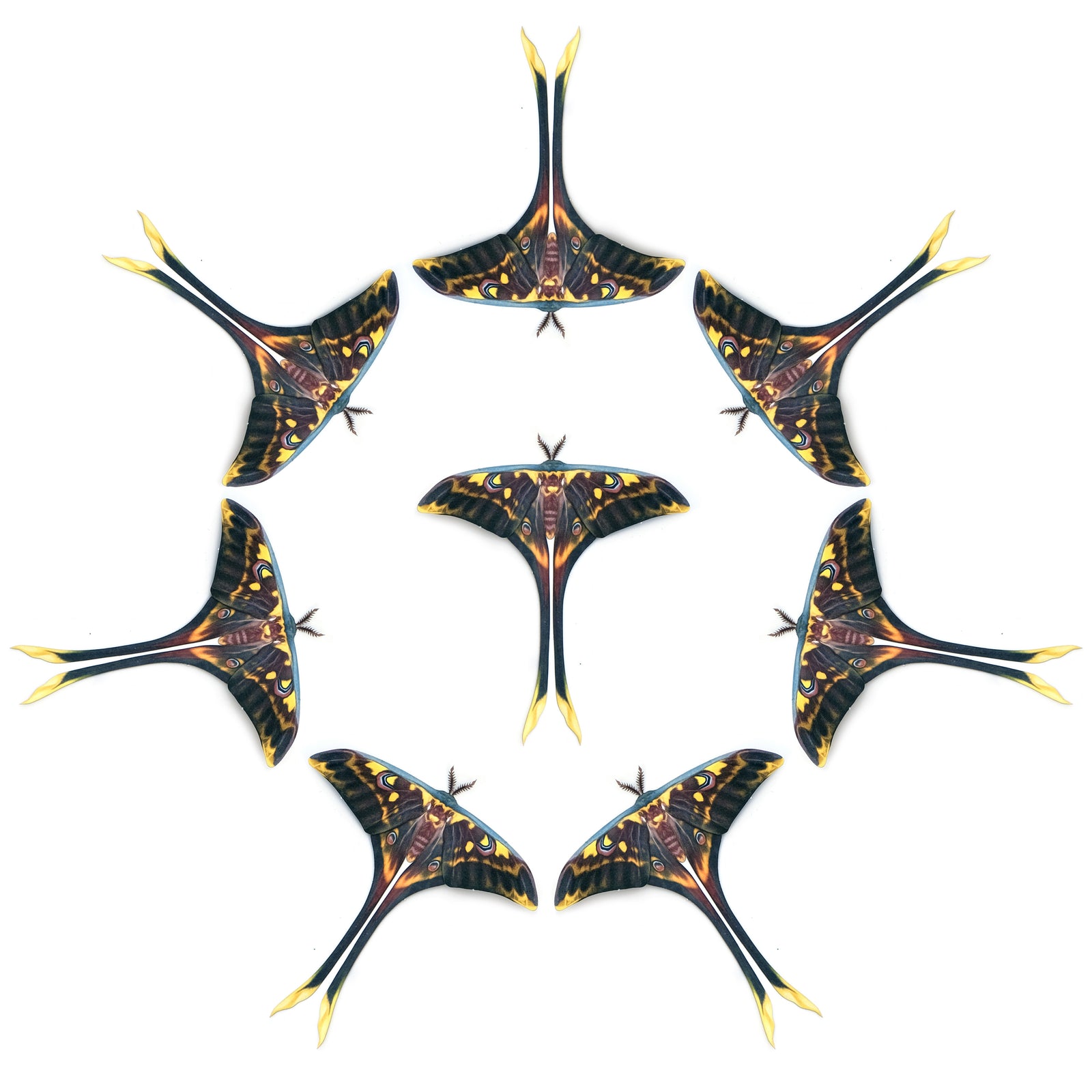 💫New!💫 'Isis Moon' Moth Multi-Pack