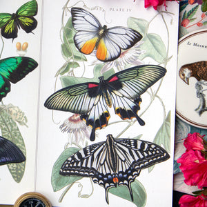 'Basra' Butterfly Set