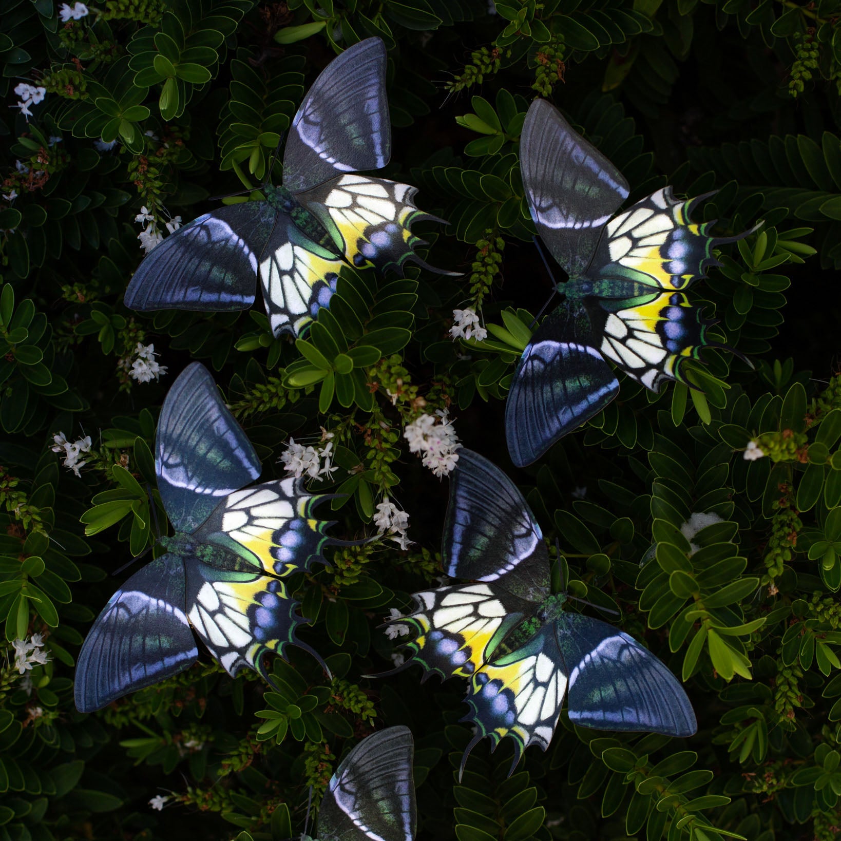 Paper Kaiser-i-Hind Butterfly - Moth & Myth