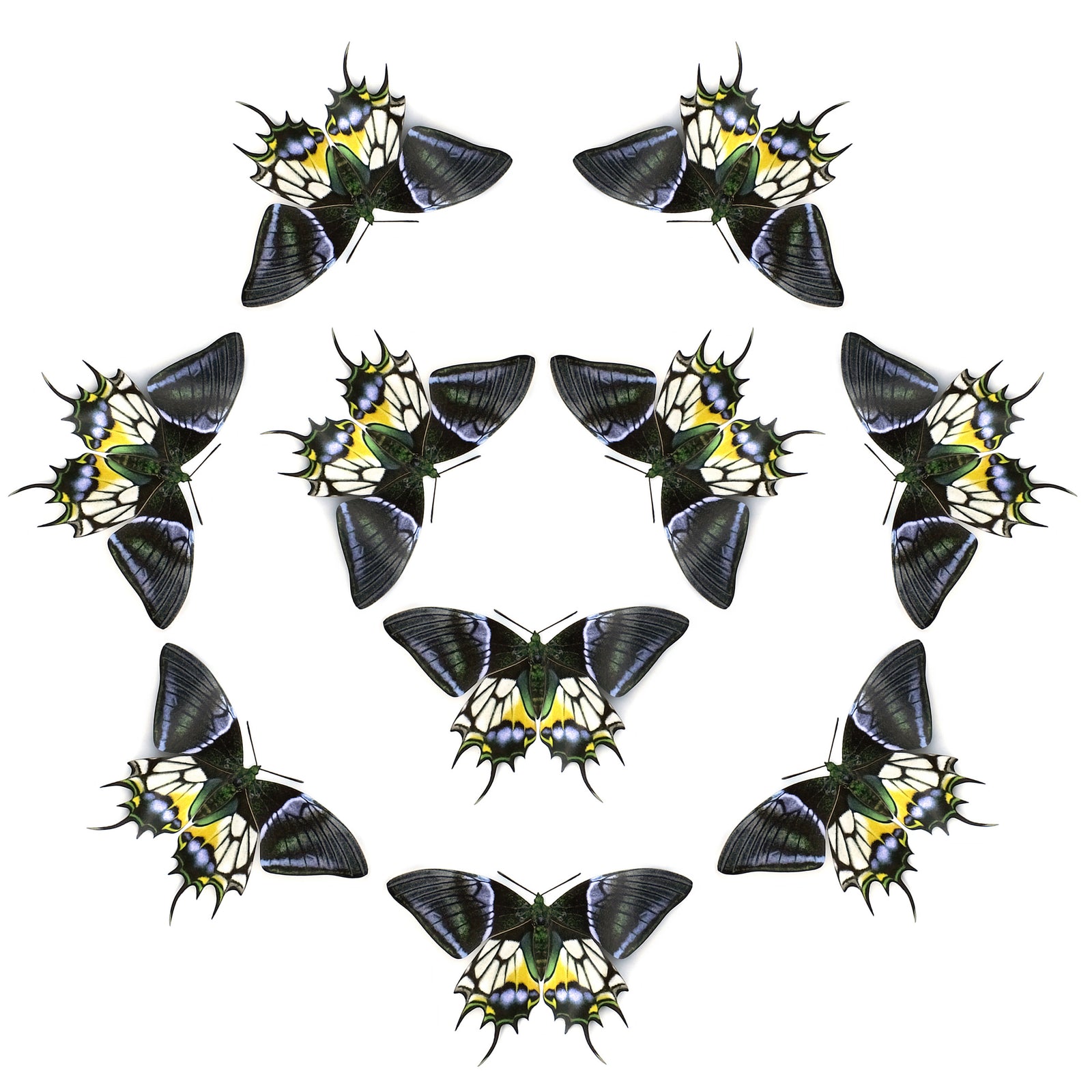 💫New!💫 'Kaiser-i-Hind' Butterfly Multi-Pack