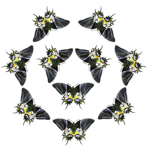 'Kaiser-i-Hind' Butterfly Multi-Pack