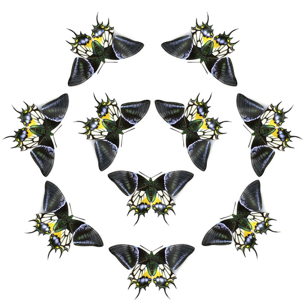 Paper Kaiser-i-Hind Butterfly - Moth & Myth