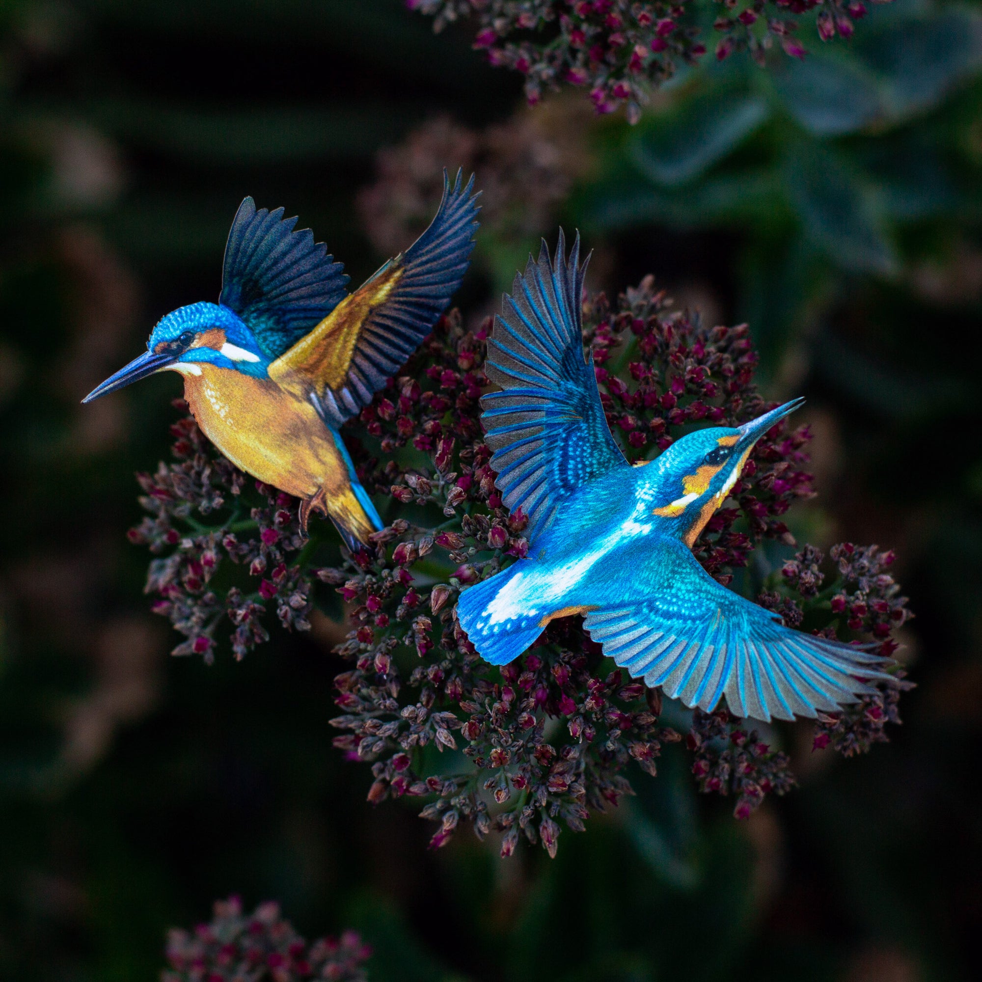 💫New💫 The Echo Collection - 'The Flutter & Flight Series'