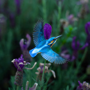 💫New💫 Blue Buckeye Butterfly & River Kingfisher Set - The Echo Collection - 'Flutter & Flight'