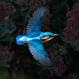 💫New💫 River Kingfisher (life-sized) - 'Feather & Flight'