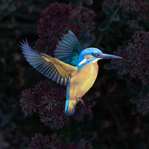 💫New💫 River Kingfisher (life-sized, sitting) - 'Feather & Flight'