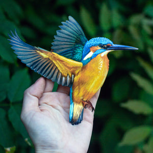 💫New💫 River Kingfisher (life-sized, sitting) - 'Feather & Flight'