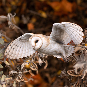 💫New💫 Large Barn Owl (Flying) - The Nocturne Collection