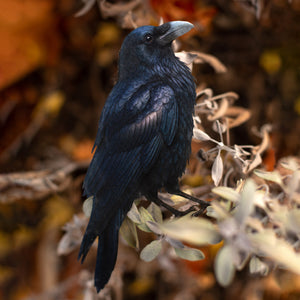 💫New💫 Large Raven - The Nocturne Collection