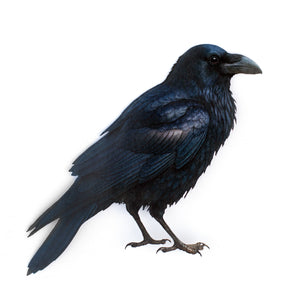 💫New💫 Large Raven - The Nocturne Collection