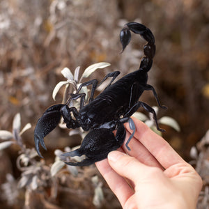 💫New💫 Large Scorpion - The Nocturne Collection