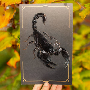 💫New💫 Large Scorpion - The Nocturne Collection