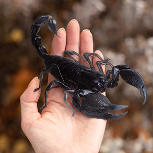 💫New💫 Large Scorpion - The Nocturne Collection