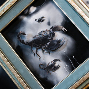 💫New💫 Large Scorpion - The Nocturne Collection