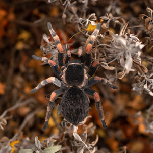 💫New💫 Large Tarantula - The Nocturne Collection