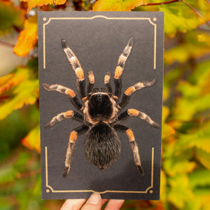 💫New💫 Large Tarantula - The Nocturne Collection