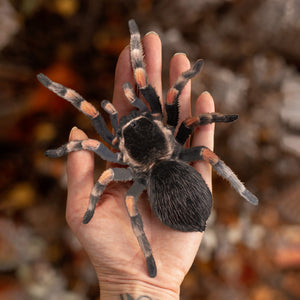 💫New💫 Large Tarantula - The Nocturne Collection
