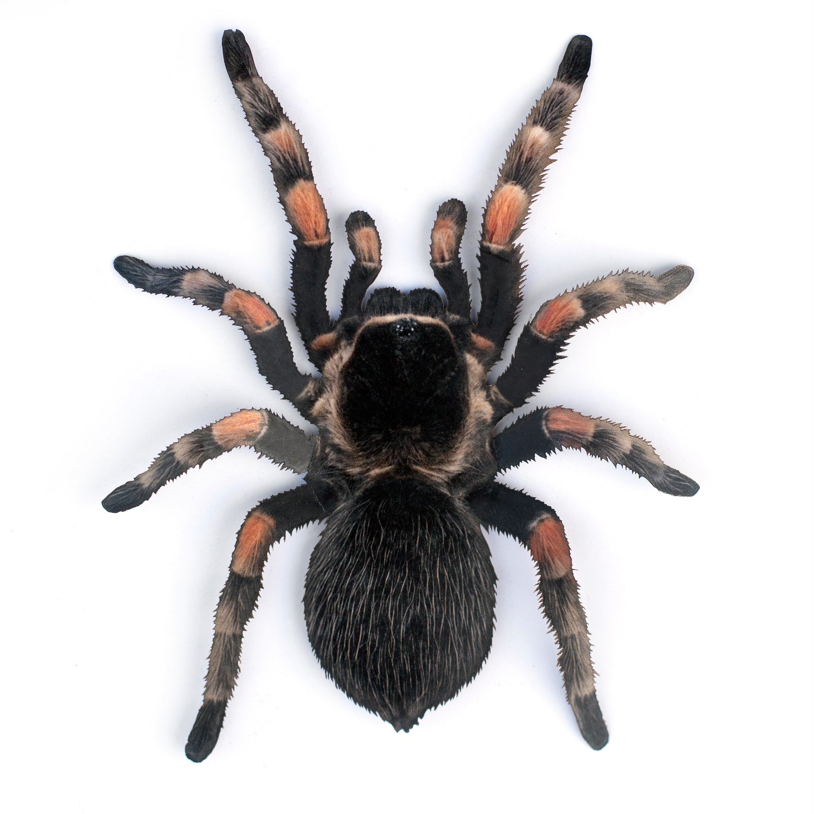 💫New💫 Large Tarantula - The Nocturne Collection