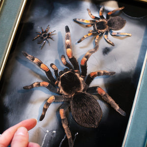 💫New💫 Large Tarantula - The Nocturne Collection