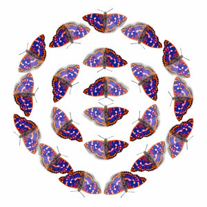 'Lesser Purple Emperor' Butterfly Multi-Pack