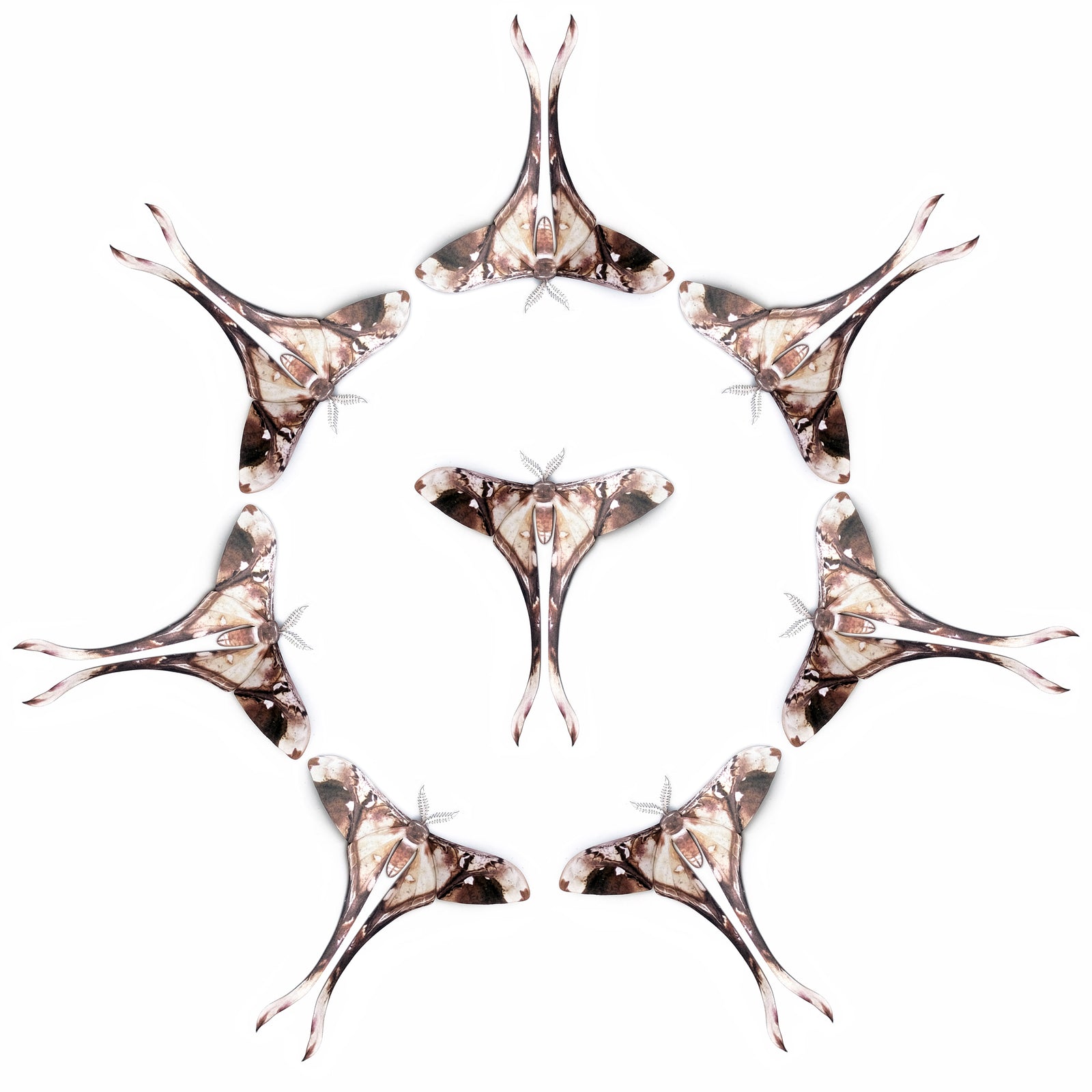 💫New!💫 'Long-Tailed Leaf' Moth Multi-Pack