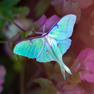 💫New💫 ‘Moonwake’ Paper Luna Moth Set