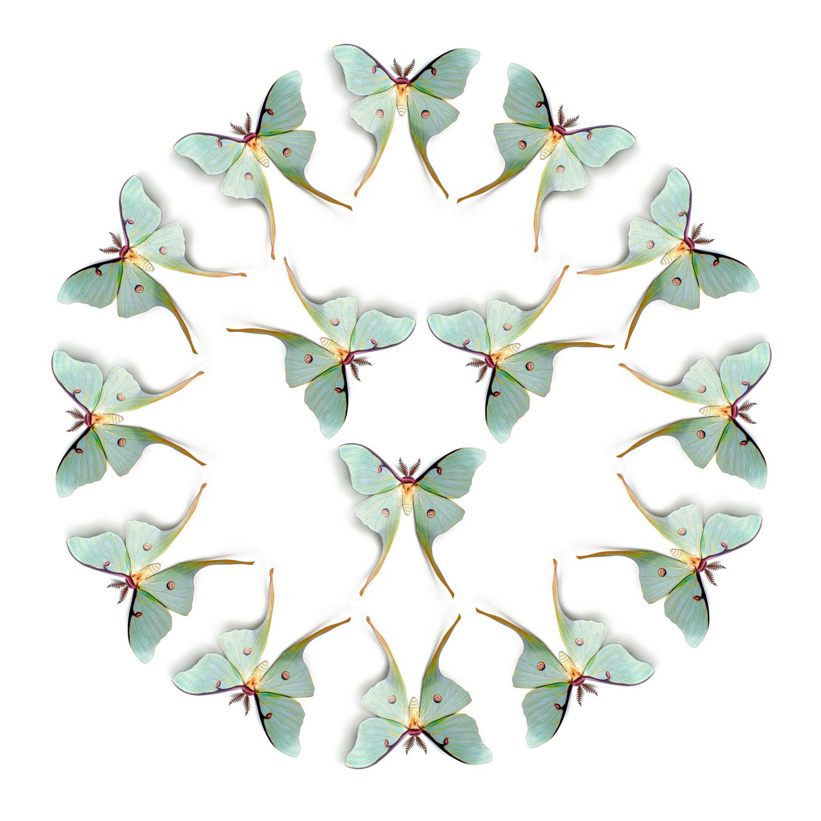 💫New!💫 'Luna Moth' Male Luna Multi-Pack