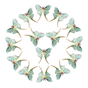 'Luna Moth' Male Luna Multi-Pack