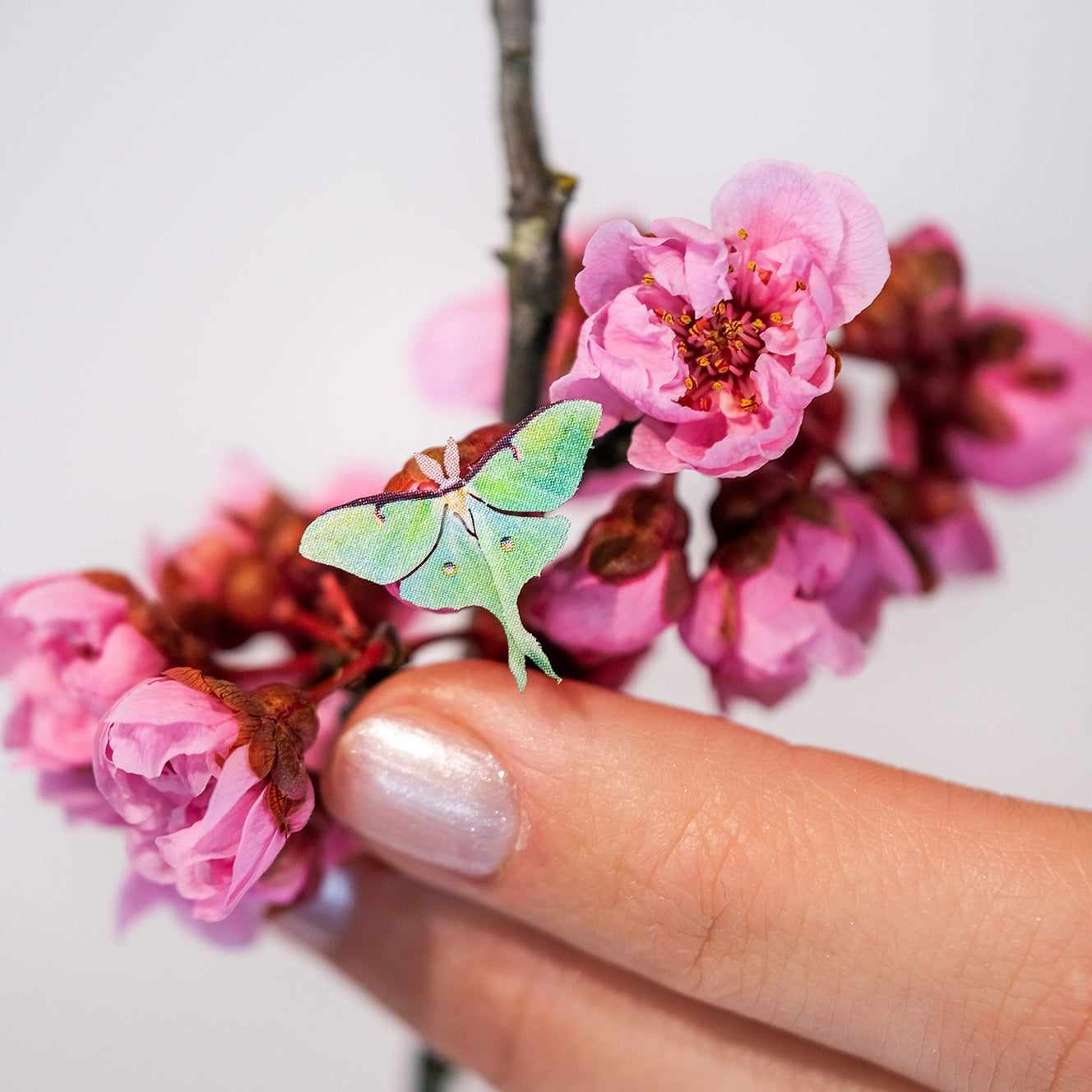 'Micro Female Luna' Moth