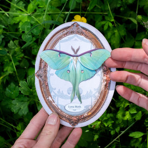 Luna Moth Oval Greeting Card - Set of 4 - Reseller Wholesale