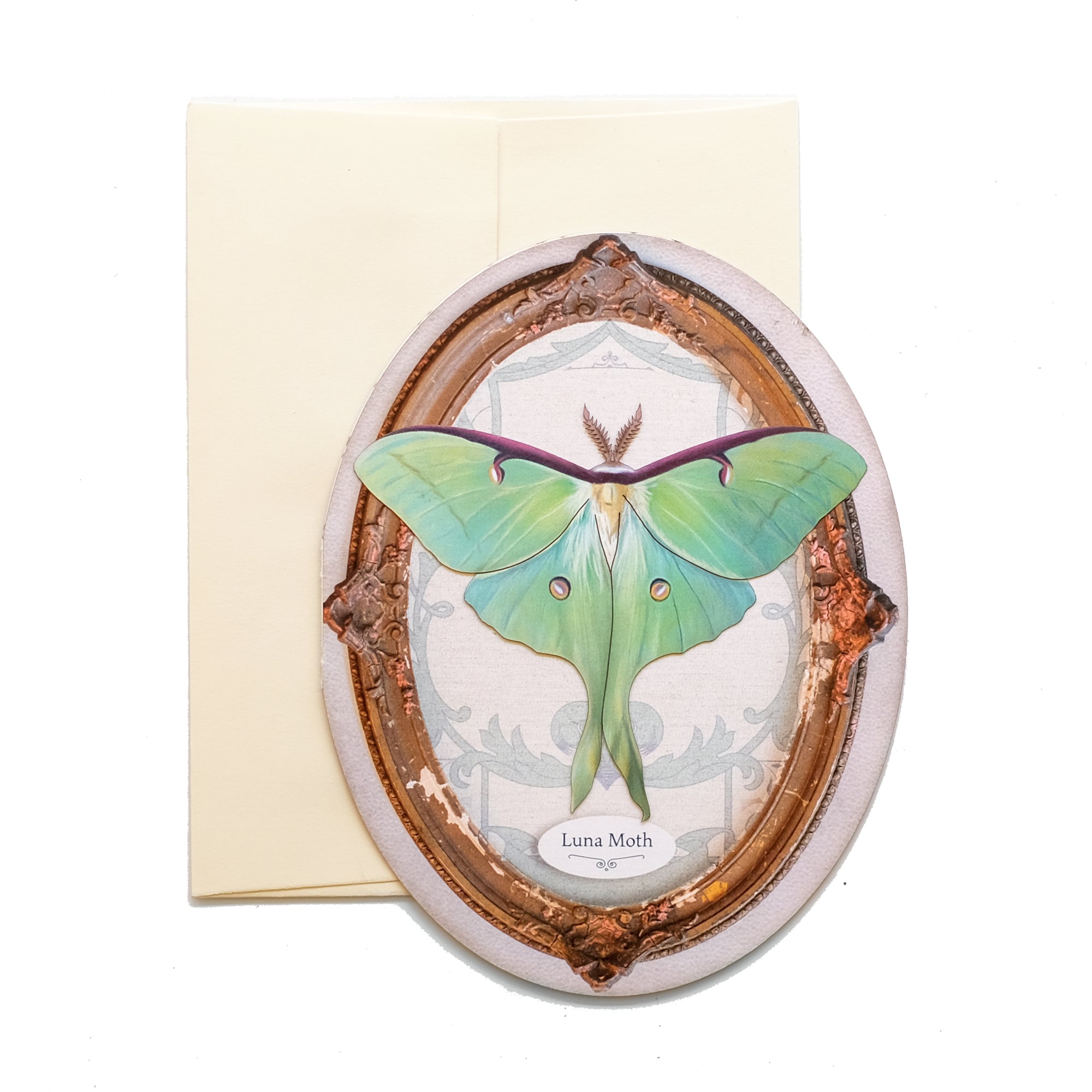 Luna Moth Oval Greeting Card - Set of 4 - Reseller Wholesale
