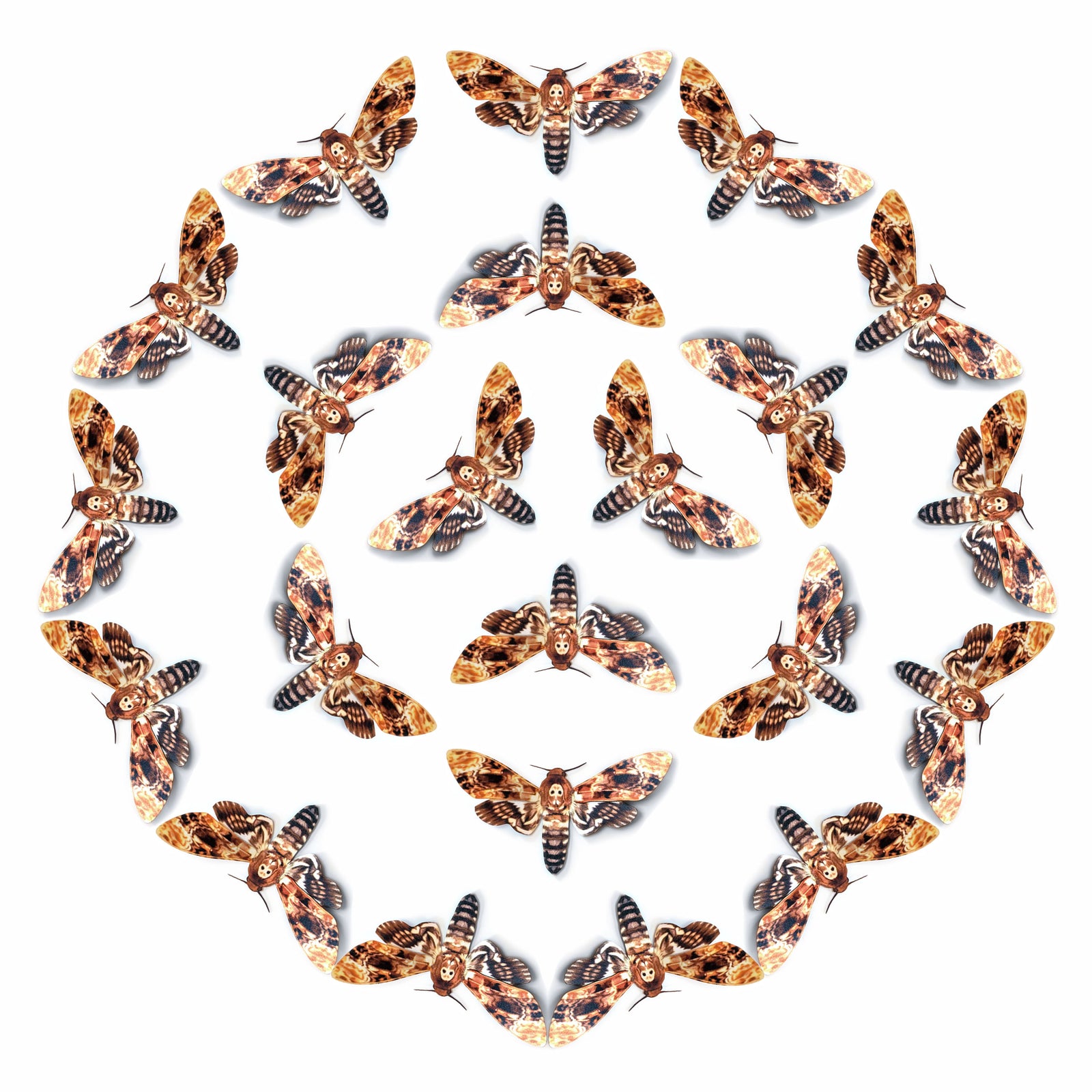 💫New!💫 'Bee Robber Death’s-Head' Hawkmoth Multi-Pack