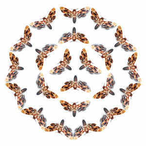 'Bee Robber Death’s-Head' Hawkmoth Multi-Pack