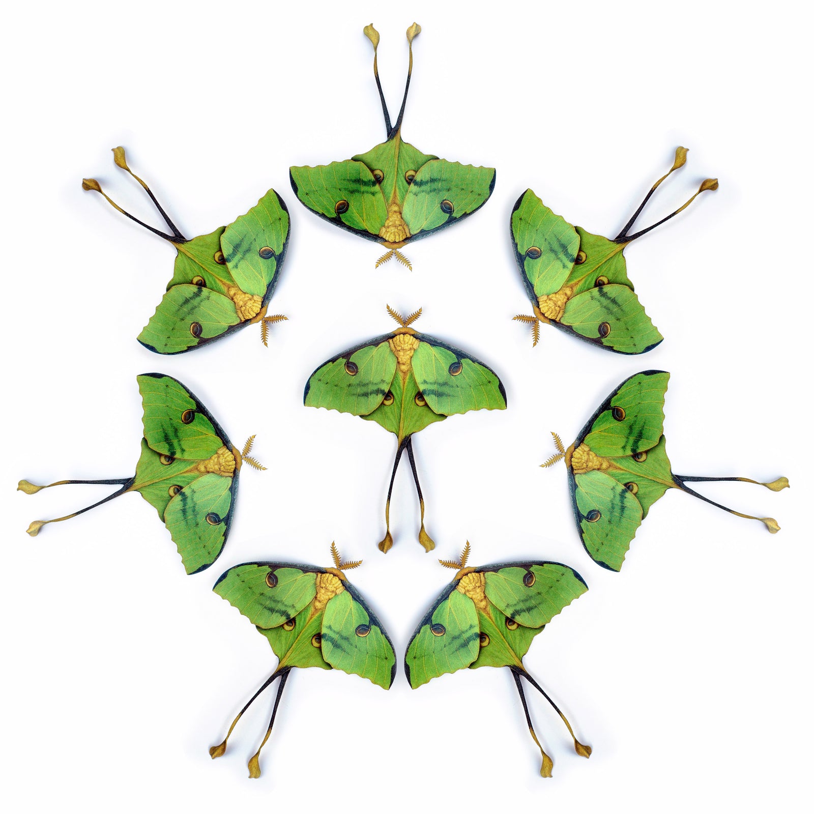 💫New!💫 Green African Moon Moth Multi-Pack