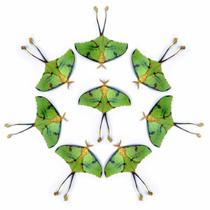 Green African Moon Moth Multi-Pack