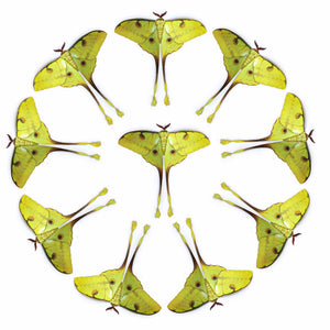 Yellow African Moon Moth Multi-Pack