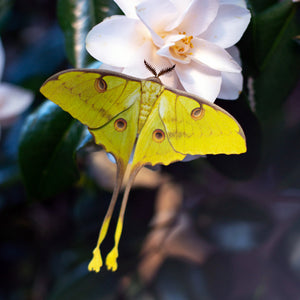 'African Moon Moth' Multi-Pack
