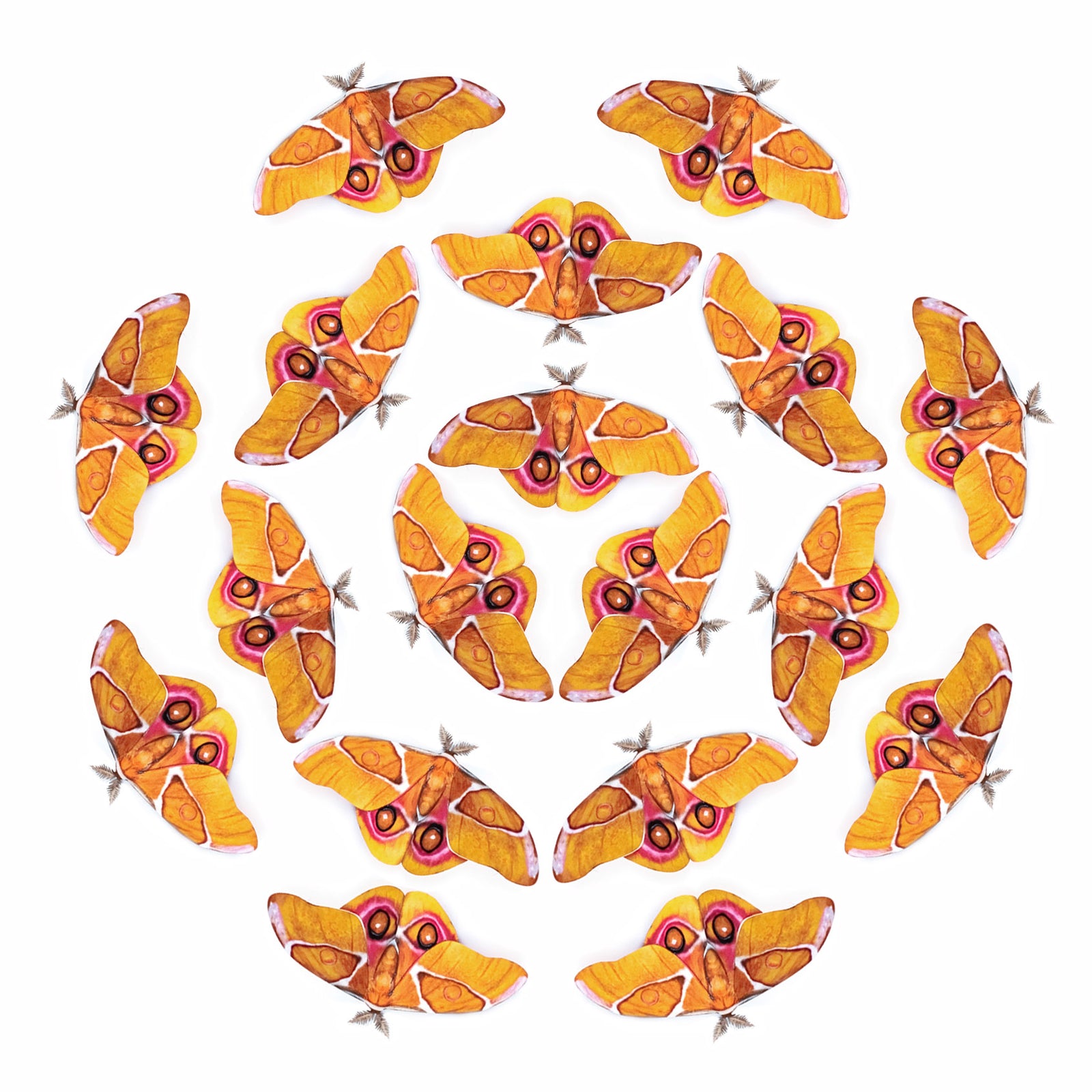 💫New!💫 'Madagascan Bullseye' Silk Moth Multi-Pack