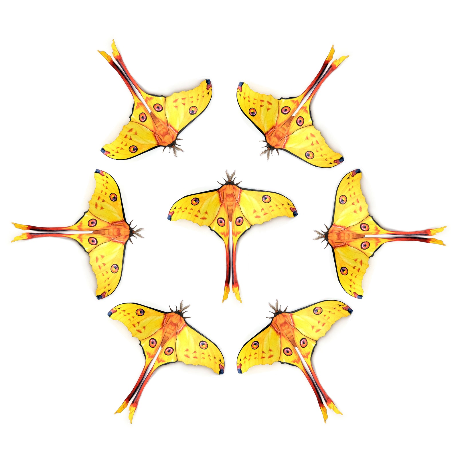 💫New!💫 'Madagascan Comet' Moth Multi-Pack