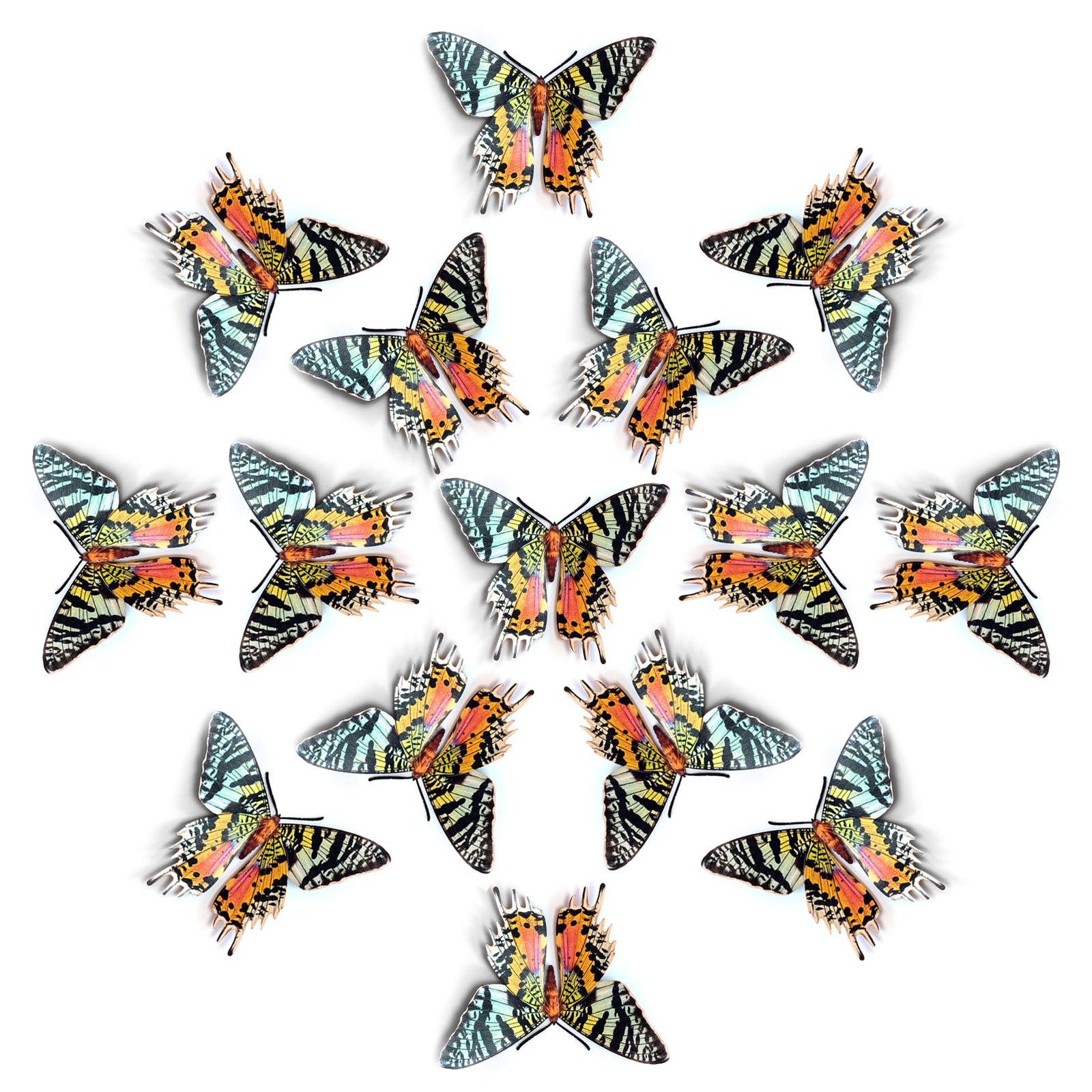 💫New!💫 'Madagascan Sunset' Moth Multi-Pack