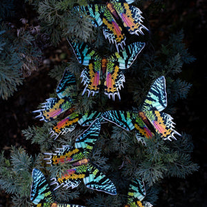 'Madagascan Sunset' Moth Multi-Pack