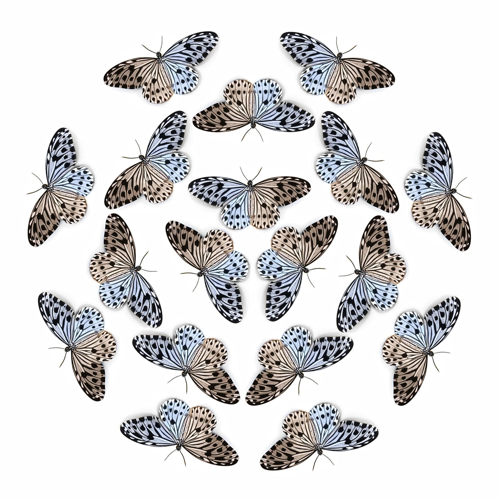 💫New!💫 'Malabar Tree Nymph' Butterfly Multi-Pack